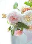 Original Size: 524 x 698, 38KB