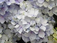 Original Size: 640 x 480, 33KB