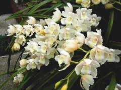 Original Size: 700 x 525, 50KB