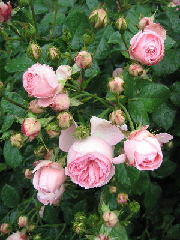 Original Size: 300 x 400, 35KB